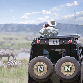 Photo of Zebras