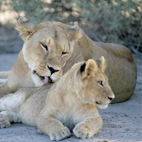 Photo of Mammals