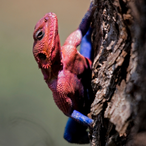 Photo of Reptiles
